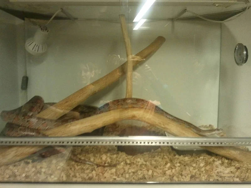 Věnuji užovku červenou s teráriem a vybavením